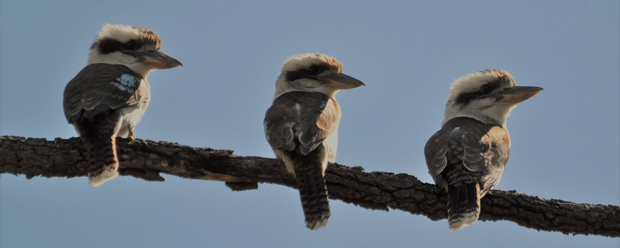 Three Kookaburras horizontal